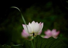 和和美美庆《七一》-----荷韵