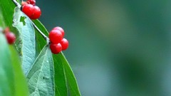 小红果