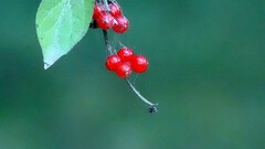 小红果