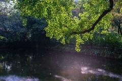 —— 绿野拾光 ——