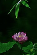 【视觉光影】夏 日 荷 莲 （21）