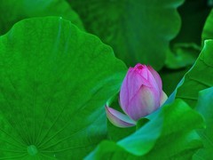 【视觉光影】夏 日 荷 莲 （21）
