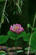 【视觉光影】夏 日 荷 莲 （21）