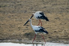 东方白鹳（11）