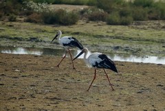 东方白鹳（11）