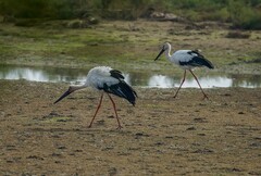 东方白鹳（11）