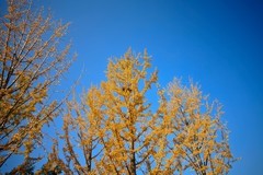 晚秋——佛慧山风光