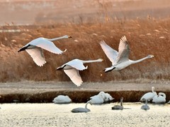 【视觉光影】美 丽 的 大 天 鹅 （1）