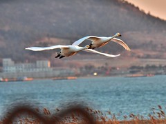 【视觉光影】美 丽 的 大 天 鹅 （1）