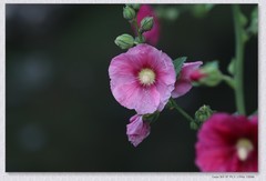 蜀葵花【乙巳年-326】