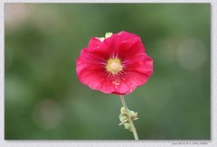 蜀葵花【乙巳年-326】