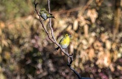 小黄雀（三十九 ）