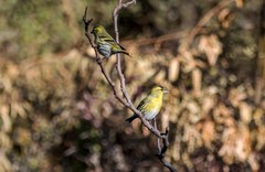 小黄雀（三十九 ）