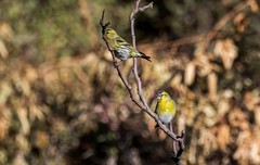 小黄雀（三十九 ）