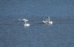 天鹅来了（七）