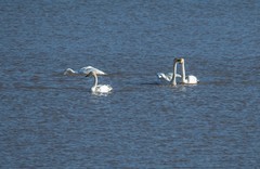 天鹅来了（七）