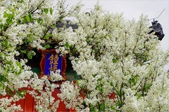 2026年第0232贴 - 智化寺春花纪实（0409）