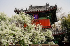 2026年第0232贴 - 智化寺春花纪实（0409）