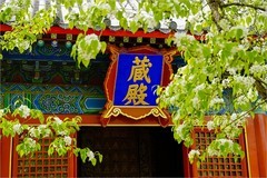 2026年第0232贴 - 智化寺春花纪实（0409）