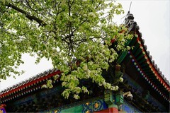 2026年第0233贴 - 智化寺梨花纪实（0409）