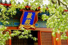 2026年第0233贴 - 智化寺梨花纪实（0409）