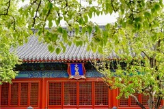 2026年第0233贴 - 智化寺梨花纪实（0409）