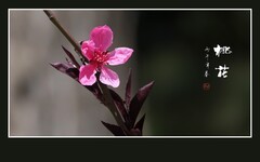 粉面桃花分外娇