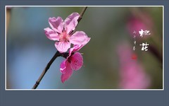 粉面桃花分外娇