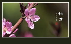 粉面桃花分外娇