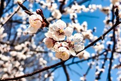 【镜头里】第1637号：朵朵花开迎春来（一）