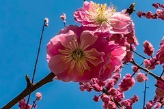 【镜头里】第1637号：朵朵花开迎春来（一）