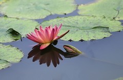 《睡莲花20》