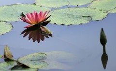 《睡莲花20》