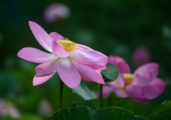 雨荷