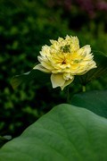 三探云溪拍盆莲-1