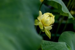 三探云溪拍盆莲-1