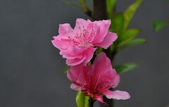 2026花卉植物赏析———碧桃花【1】