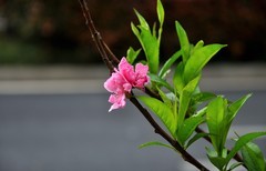 2026花卉植物赏析———碧桃花【1】