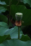 荷花 2026 — 10