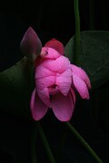 荷花 2026 — 10