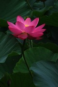 荷花 2026 — 10