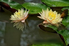 植物园睡莲三（完）