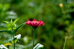 随拍——秋花●秋果