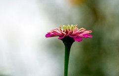 随拍——秋花●秋果