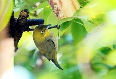 杨桃树上的绣眼（三）