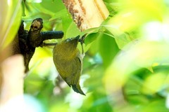 杨桃树上的绣眼（三）