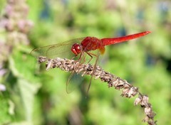 一只红蜻蜓