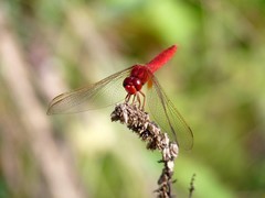 一只红蜻蜓