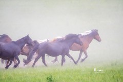 骏马驰骋（66）