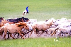 骏马驰骋（66）